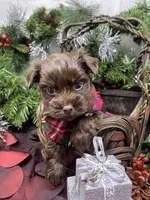 Diesel -  chocolate M, a male Yorkshire Terrier and Shorkie for sale in Sellersburg, IN – Photo 8 of 9