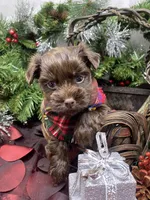 Diesel -  chocolate M, a male Yorkshire Terrier and Shorkie for sale in Sellersburg, IN – Photo 2 of 9