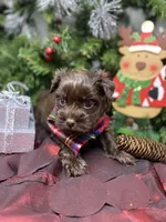Diesel -  chocolate M, a male Yorkshire Terrier and Shorkie for sale in Sellersburg, IN – Photo 3 of 9