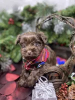Diesel -  chocolate M, a male Yorkshire Terrier and Shorkie for sale in Sellersburg, IN – Photo 9 of 9
