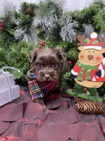 Diesel -  chocolate M, a male Yorkshire Terrier and Shorkie for sale in Sellersburg, IN – Photo 6 of 9