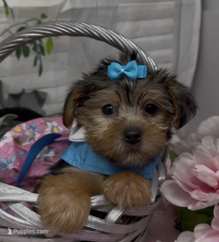 Layla – Yorkshire Terrier, Shorkie puppy for sale in Sellersburg, IN