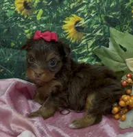 Tiny Chanel (chocolate), a female Yorkshire Terrier and Shorkie for sale in Sellersburg, IN – 2 of 7