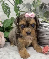 Olivia  - blue eyes merle, a female Yorkshire Terrier and Shorkie for sale in Sellersburg, IN – Photo 9 of 9