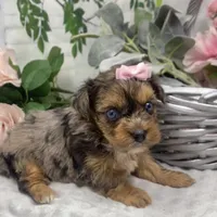 Olivia  - blue eyes merle, a female Yorkshire Terrier and Shorkie for sale in Sellersburg, IN – Photo 1 of 9