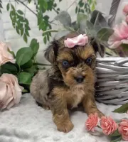 Olivia  - blue eyes merle, a female Yorkshire Terrier and Shorkie for sale in Sellersburg, IN – Photo 5 of 9