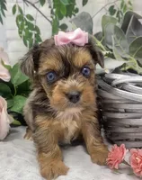 Olivia  - blue eyes merle, a female Yorkshire Terrier and Shorkie for sale in Sellersburg, IN – Photo 2 of 9
