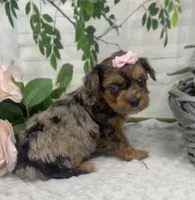 Olivia  - blue eyes merle, a female Yorkshire Terrier and Shorkie for sale in Sellersburg, IN – Photo 6 of 9