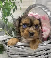 Olivia  - blue eyes merle, a female Yorkshire Terrier and Shorkie for sale in Sellersburg, IN – Photo 8 of 9
