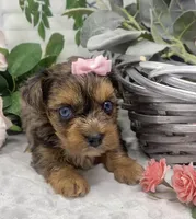 Olivia  - blue eyes merle, a female Yorkshire Terrier and Shorkie for sale in Sellersburg, IN – Photo 7 of 9