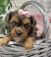 Olivia  - blue eyes merle, a female Yorkshire Terrier and Shorkie for sale in Sellersburg, IN – Photo 3 of 9