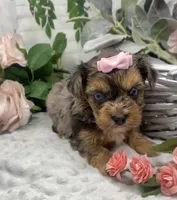 Olivia  - blue eyes merle, a female Yorkshire Terrier and Shorkie for sale in Sellersburg, IN – Photo 4 of 9