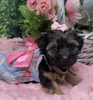Sweet Layla, a female Yorkshire Terrier and Shorkie for sale in Sellersburg, IN – Photo 5 of 8