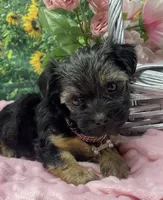Sweet Layla, a female Yorkshire Terrier and Shorkie for sale in Sellersburg, IN – Photo 4 of 8