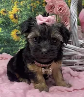 Sweet Layla, a female Yorkshire Terrier and Shorkie for sale in Sellersburg, IN – Photo 2 of 8