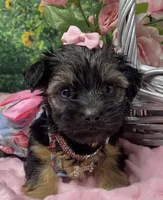 Sweet Layla, a female Yorkshire Terrier and Shorkie for sale in Sellersburg, IN – Photo 6 of 8