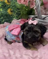 Sweet Layla, a female Yorkshire Terrier and Shorkie for sale in Sellersburg, IN – Photo 7 of 8