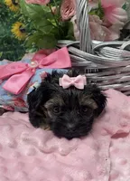 Sweet Layla, a female Yorkshire Terrier and Shorkie for sale in Sellersburg, IN – Photo 3 of 8