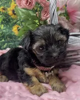 Sweet Layla, a female Yorkshire Terrier and Shorkie for sale in Sellersburg, IN – Photo 8 of 8