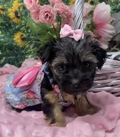Sweet Layla, a female Yorkshire Terrier and Shorkie for sale in Sellersburg, IN – Photo 1 of 8