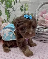 Coco Chanel, a female Yorkshire Terrier and Shorkie for sale in Sellersburg, IN – 5 of 8