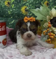 Teacup Daisy, a female Yorkshire Terrier and Shorkie for sale in Sellersburg, IN – 3 of 7