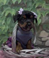Sophia, a female Yorkshire Terrier and Shorkie for sale in Sellersburg, IN – 9 of 9