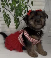 Prada, a female Yorkshire Terrier and Shorkie for sale in Sellersburg, IN – 7 of 10