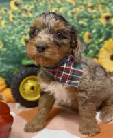 Roadie - silver (blue) merle, a male Yorkipoo and Yorkshire Terrier for sale in Sellersburg, IN – 10 of 10