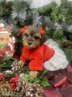 Tiny Angel, a female Yorkipoo for sale in Sellersburg, IN – Photo 1 of 10