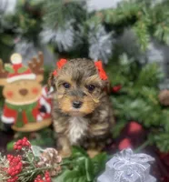 Tiny Angel, a female Yorkipoo for sale in Sellersburg, IN – Photo 5 of 10