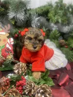 Tiny Angel, a female Yorkipoo for sale in Sellersburg, IN – Photo 3 of 10