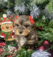 Tiny Angel, a female Yorkipoo for sale in Sellersburg, IN – Photo 7 of 10