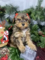Tiny Angel, a female Yorkipoo for sale in Sellersburg, IN – Photo 6 of 10