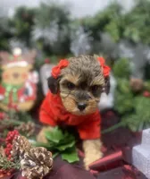 Tiny Angel, a female Yorkipoo for sale in Sellersburg, IN – Photo 4 of 10