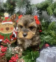 Tiny Angel, a female Yorkipoo for sale in Sellersburg, IN – Photo 10 of 10