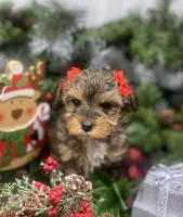 Tiny Angel, a female Yorkipoo for sale in Sellersburg, IN – Photo 8 of 10