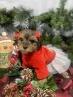 Tiny Angel, a female Yorkipoo for sale in Sellersburg, IN – Photo 9 of 10