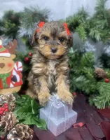 Tiny Angel, a female Yorkipoo for sale in Sellersburg, IN – Photo 2 of 10