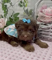 Coco Chanel, a female Yorkshire Terrier and Shorkie for sale in Sellersburg, IN – 6 of 8