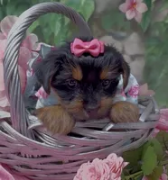 Princess , a female Yorkshire Terrier and Shorkie for sale in Sellersburg, IN – 9 of 10