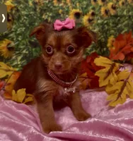 Dior, a female Yorkshire Terrier and Shorkie for sale in Sellersburg, IN – 5 of 6
