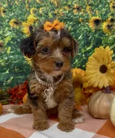 ZsaZsa - silver merle, a female Yorkipoo and Yorkshire Terrier for sale in Sellersburg, IN – 3 of 8