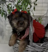 Prada, a female Yorkshire Terrier and Shorkie for sale in Sellersburg, IN – 3 of 10