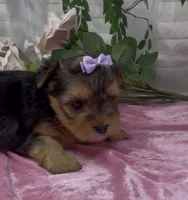 Lola, a female Yorkshire Terrier and Shorkie for sale in Sellersburg, IN – 4 of 5