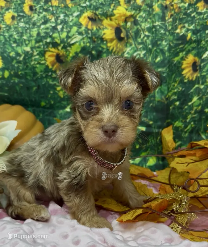 Godiva - Chocolate merle – Yorkshire Terrier, Shorkie puppy for sale in Sellersburg, IN