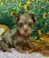 Godiva - Chocolate merle, a female Yorkshire Terrier and Shorkie for sale in Sellersburg, IN – 1 of 6