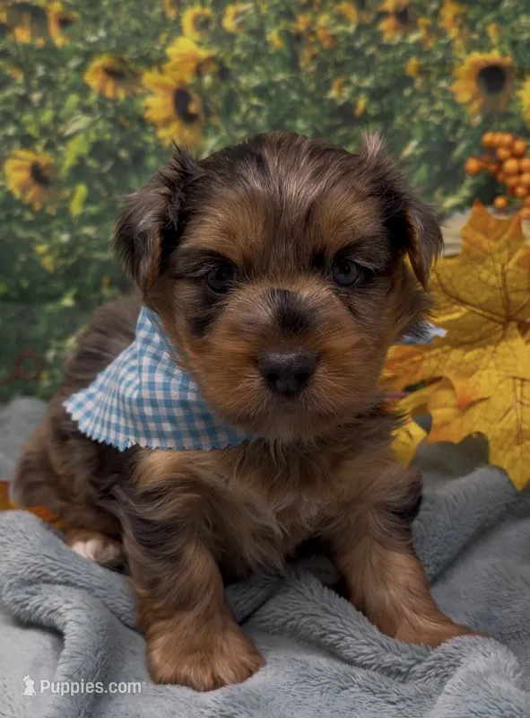 Blue Merle -hazel eyes – Yorkshire Terrier, Shorkie puppy for sale in Sellersburg, IN