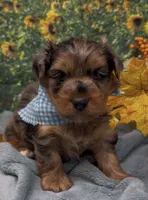 Blue Merle -hazel eyes, a male Yorkshire Terrier and Shorkie for sale in Sellersburg, IN – 8 of 10