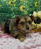 Prada - blue merle, a female Yorkshire Terrier and Shorkie for sale in Sellersburg, IN – 5 of 10